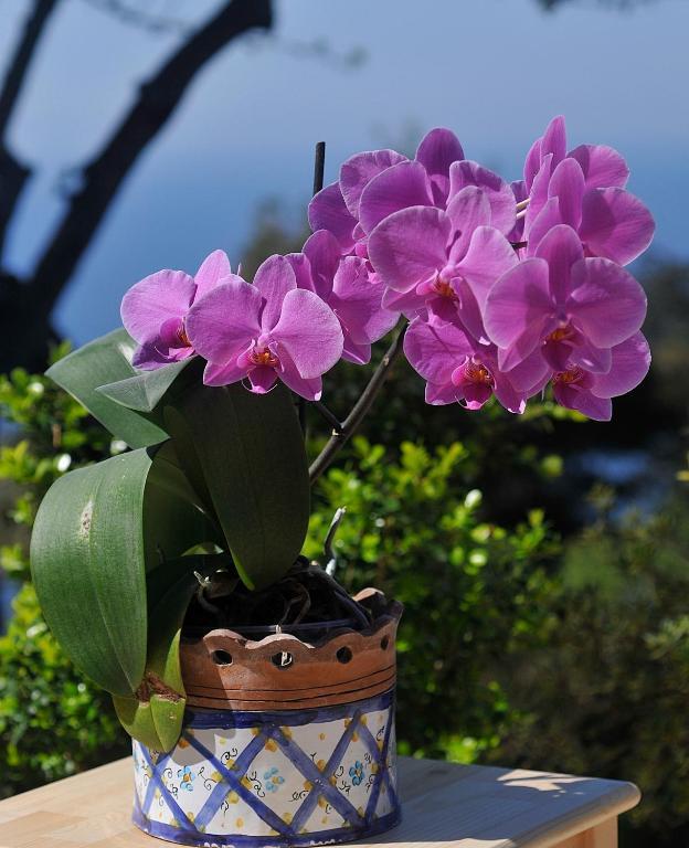 Le Ginestre Di Capri Bb & Holiday House Anacapri  Rum bild